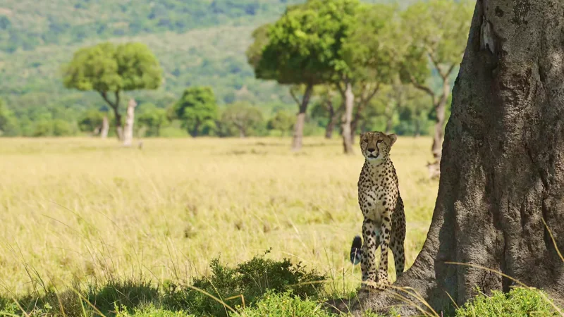Northern Circuit Safari