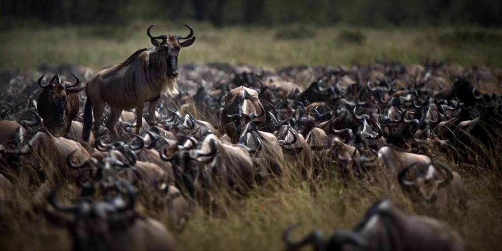 Safari Landscape