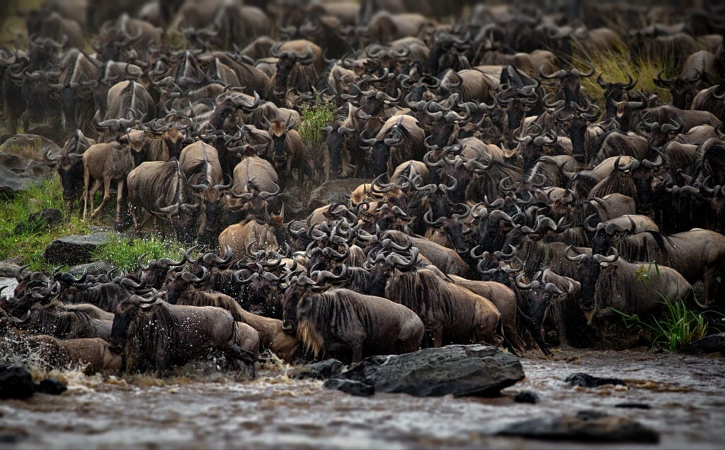 Serengeti