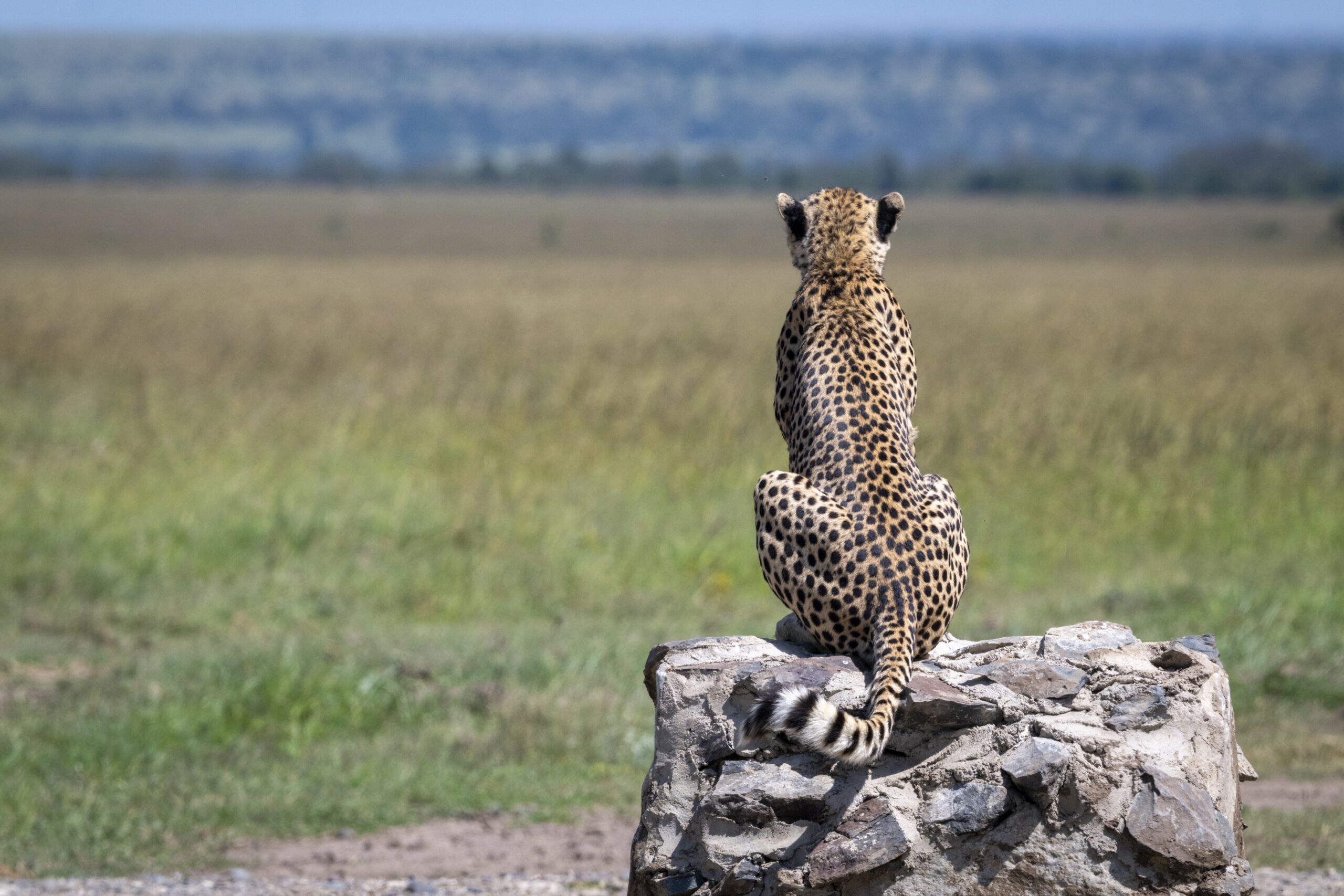 Classic Safari Collection
