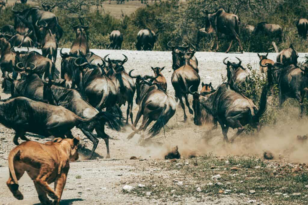 8 Days Classic River Crossing Migration Safari