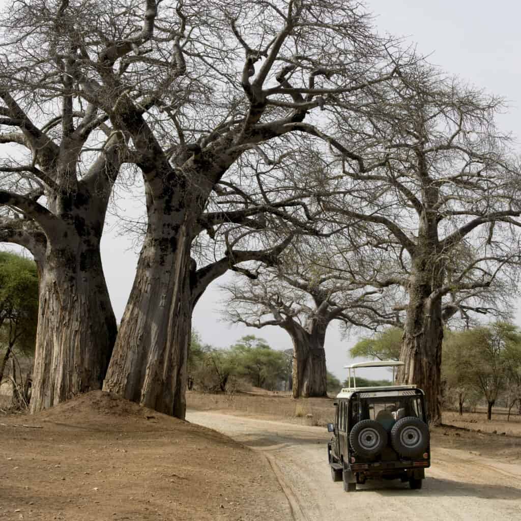 Tarangire