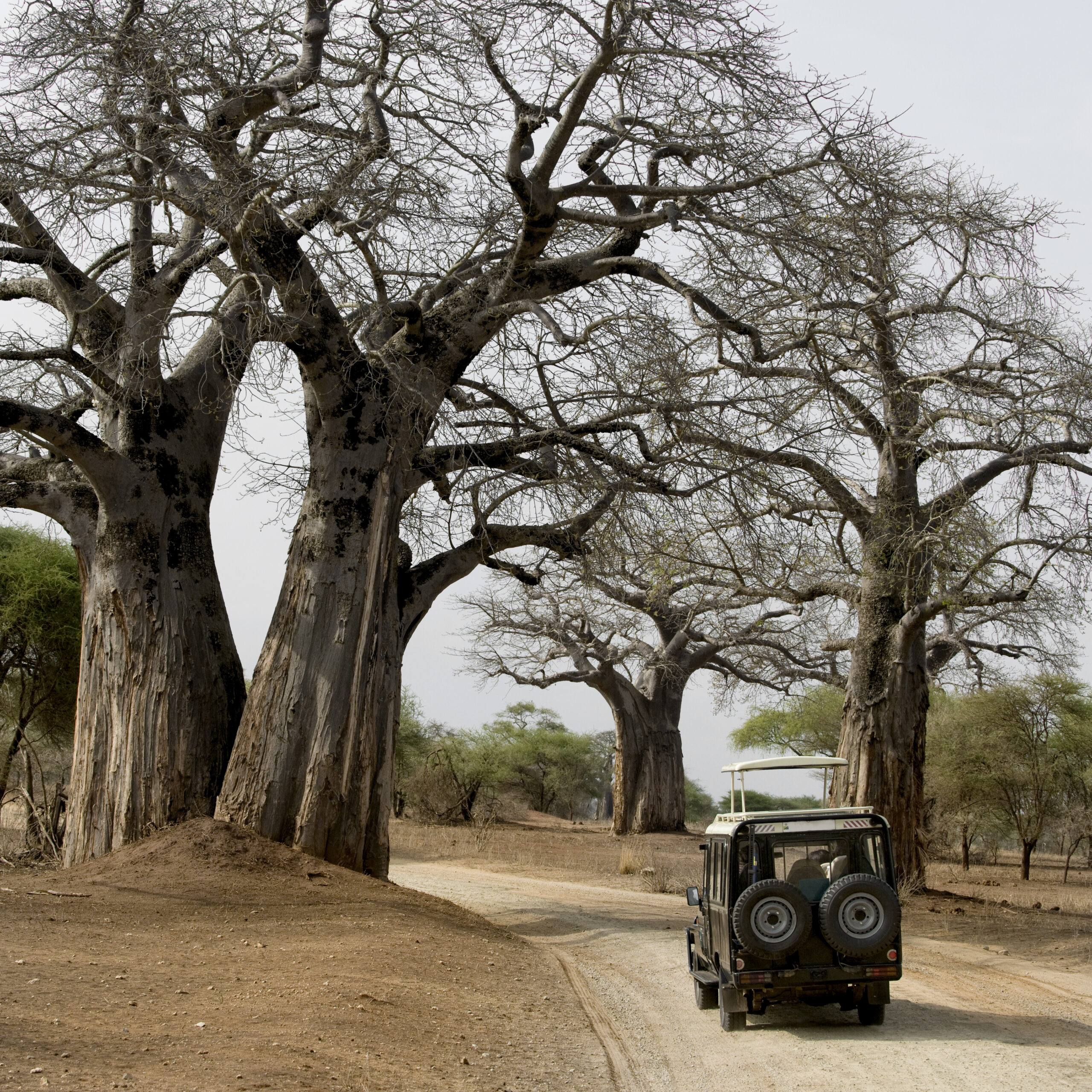 6 Days Classic Safari Adventure
