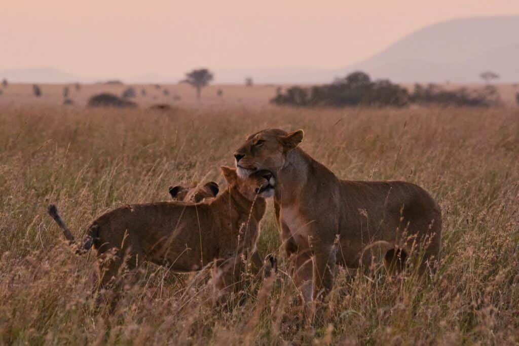 Kruger