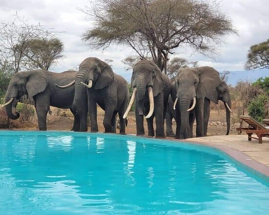 Tarangire Simba Lodge