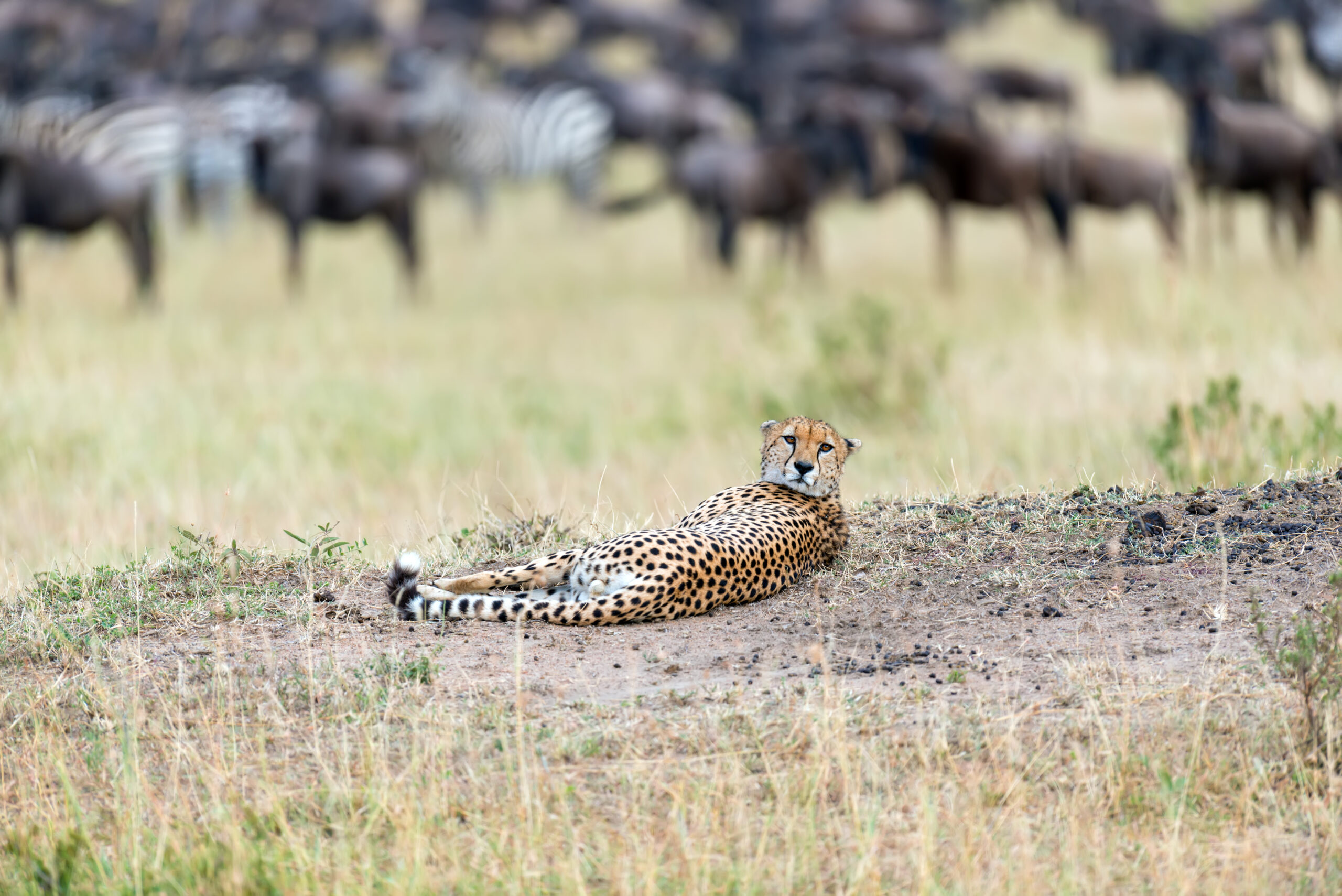 Signature Safari Collection