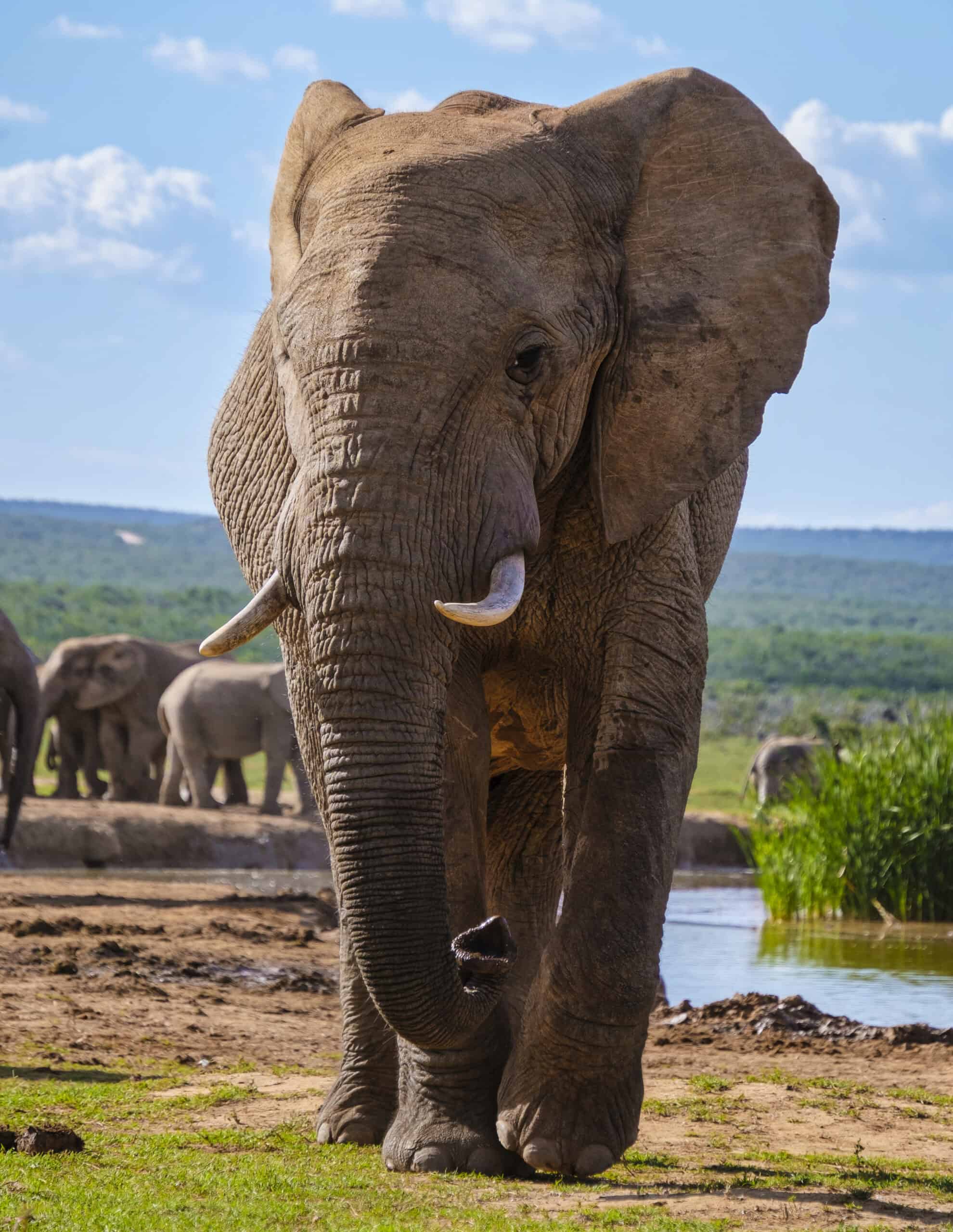 Tarangire Elephants