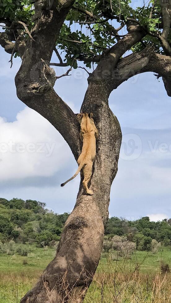 Lioness climbing a tree on safari, Serengeti National Park Tanzania